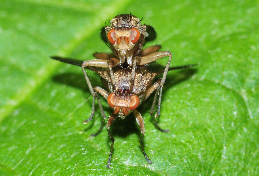 Heleomyzidae: Suillia sp.